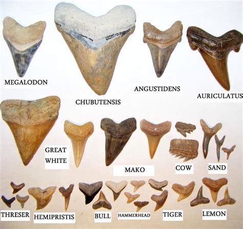 shark tooth size chart.